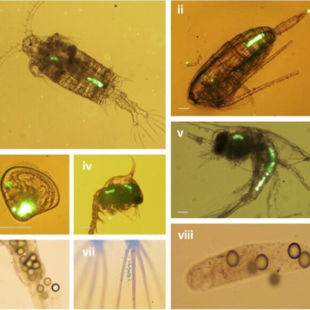 Micro-plastics ingested by species at the bottom of the food chain which are then in turn consumed by larger predators (ref. Mathew Cole. 2013)